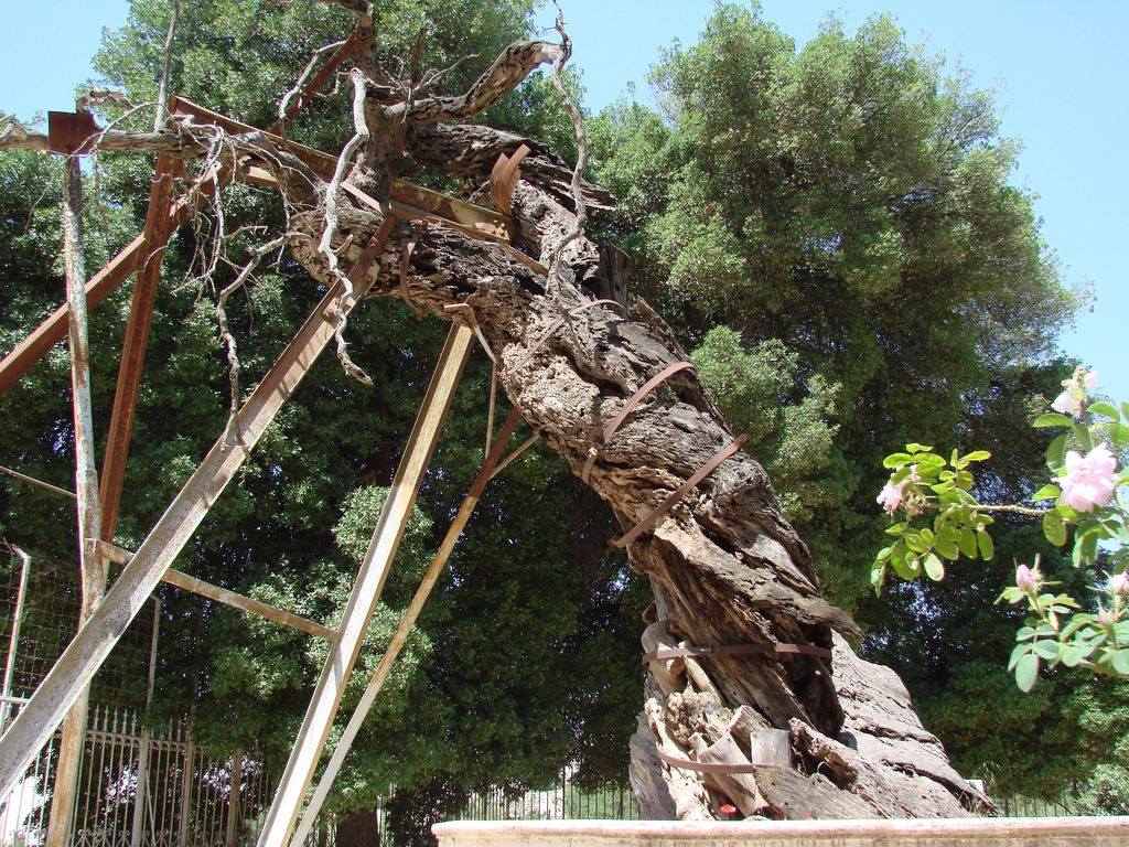 Молодые побеги Мамврийского дуба продолжают расти