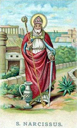Narcissus
