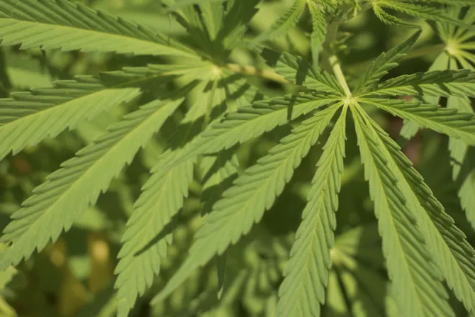 Епископы Северной Дакоты призывают отказаться от рекреационного каннабиса в избирательном бюллетене штата