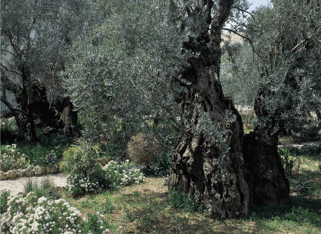 Гефсиманский сад в наши дни