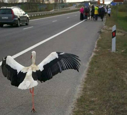 Ein Storch nimmt an der Prozession in Belarus teil