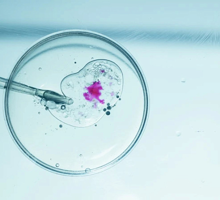 Американские епископы призывают к "этическим альтернативам" ЭКО после исполнительного указа Трампа