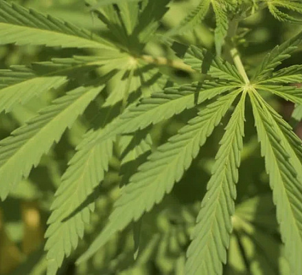 Католические епископы призывают голосовать "против" инициативы по марихуане во Флориде