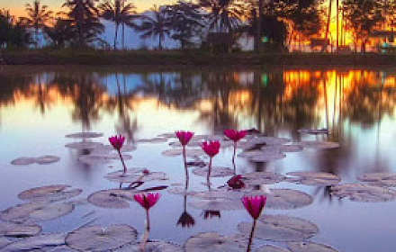 Cami spring
