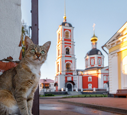 Почему собаке в храм нельзя, а кошке – можно