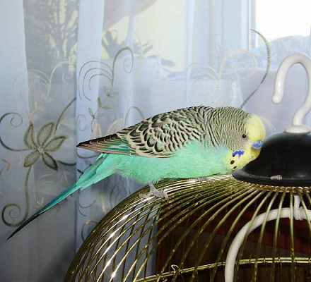 Einem Papagei wurde das Jesusgebet im Skete des Valaam-Klosters beigebracht