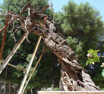 Junge Triebe der Mamvri-Eiche wachsen weiter