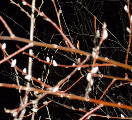 Am Fest des Eintritts in den Tempel des Allerheiligsten Theotokos blüht eine Weidenkätzchen