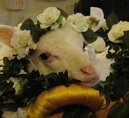 Происхождение святой Агнессы, детской святой и мученицы